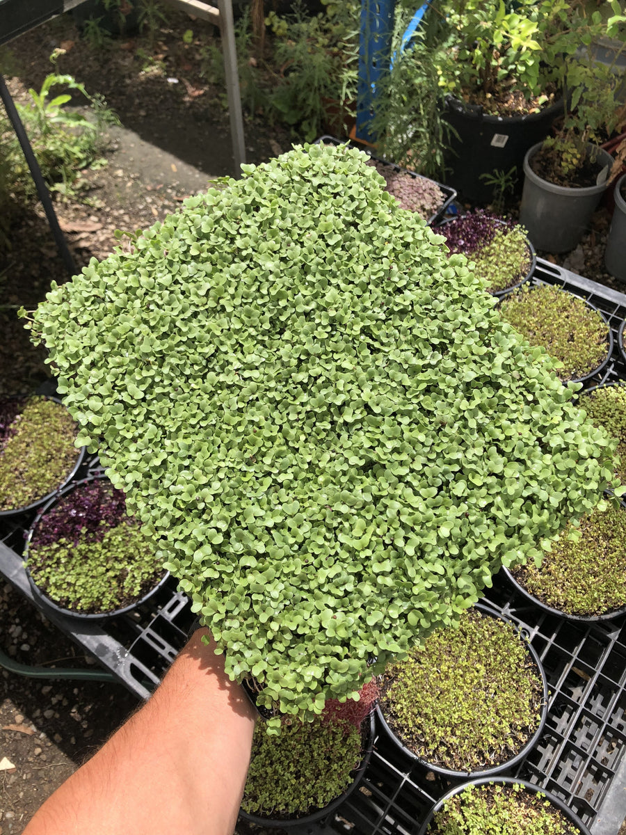 Family Broccoli Microgreen Tray